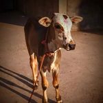 Profile Picture of 👿नाच्या प्रेमी इचलकरंजीकर 👿 (@____nachya___premi____) on Instagram