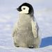 Profile Picture of David Fridman (@davidf6028) on Pinterest