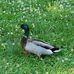 Profile Picture of Howard Duckie (@howard.duckie.18) on Facebook