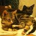 Profile Picture of Alison Hamer (@alison.hamer.549) on Facebook