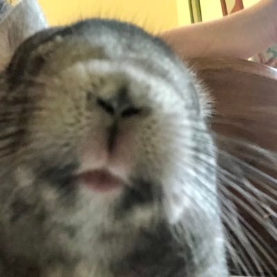 Profile Picture of Stacie Farrell (@staciefarrell) on Twitter