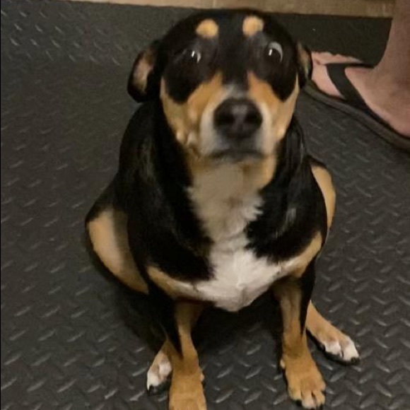 Profile Picture of Jamie Humphreys (@jamiehumphreys) on Poshmark