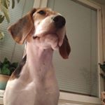 Profile Picture of Christopher (@bubble_the_beagle) on Instagram