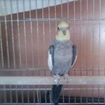 Profile Picture of Mandy Goodall (@mandy_goodall) on Instagram