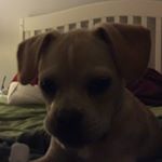 Profile Picture of Paula DiPlatzi (@pdiplatzi) on Instagram