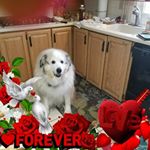 Profile Picture of Robin Anzalone (@robin.anzalone.1) on Instagram