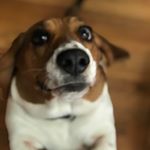 Profile Picture of Lucy Currin (@ilovelucy_2016) on Instagram