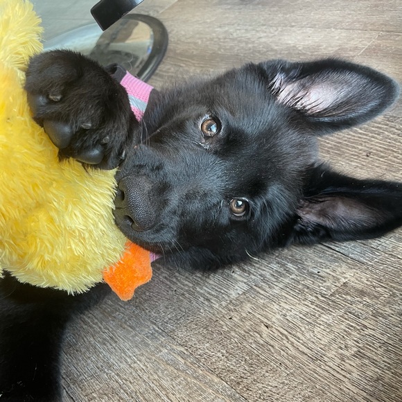 Profile Picture of Ashleigh Ashleigh (@shydaisy88) on Poshmark