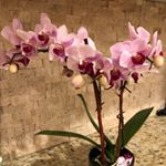 Profile Picture of Yuling Deng (@yulingdeng2019) on Instagram