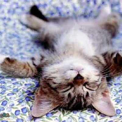 Profile Picture of Patrick Polly (@parcraft) on Twitter