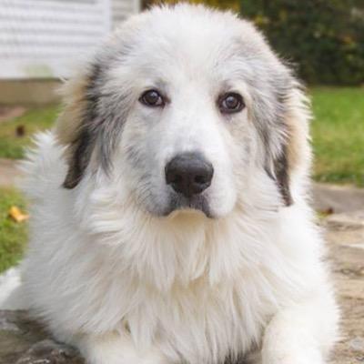 Profile Picture of Big Fluffy DogRescue (@bigfluffydogs) on Twitter