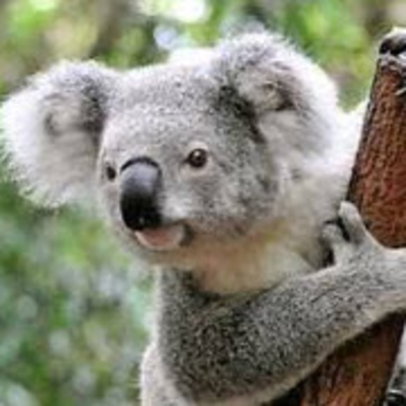 Profile Picture of Wyatt Williams (@wyattwilliam330) on Poshmark