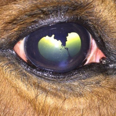 Profile Picture of Mark Emerson (@markvet) on Twitter
