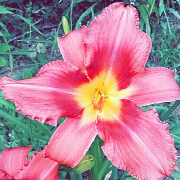 Profile Picture of Savannah Hodge (@nomadicdonut) on Poshmark