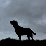 Profile Picture of Steve Angel (@mousepawbro) on Flickr