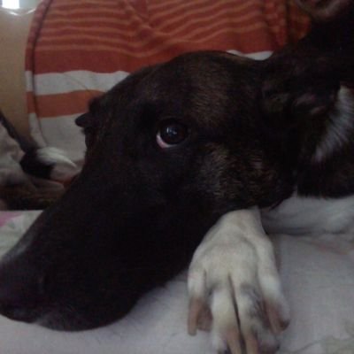 Profile Picture of Morel Bertrand (@MorelBertrand7) on Twitter