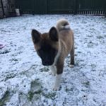 Profile Picture of Echo Thomson (@echotheakita) on Instagram
