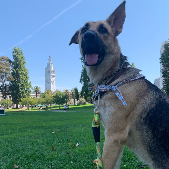 Profile Picture of Tony Amaro (@tonyamaro) on Poshmark