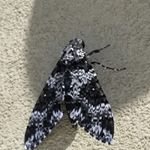 Profile Picture of Bryce Alexander (@weakforreds) on Instagram