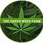 jeffmelchorie - Instagram Profile Picture of jeffmelchorie (@thegreenweedfarm) on Instagram