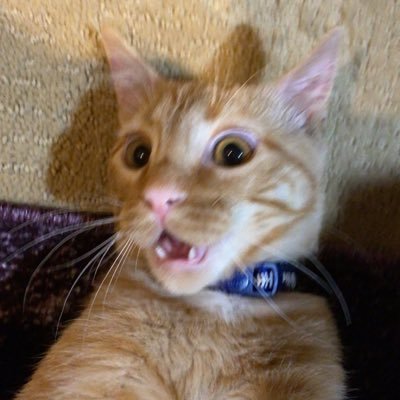 Tate Hanson - Twitter Profile Picture of Tate Hanson (@TateHanson7) on Twitter