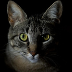 Profile Picture of Gustavo Oddi Fotos (@gustavo oddi fotos) on Flickr