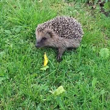 Profile Picture of marcusdunger (@marcoplayer0815) on Tiktok