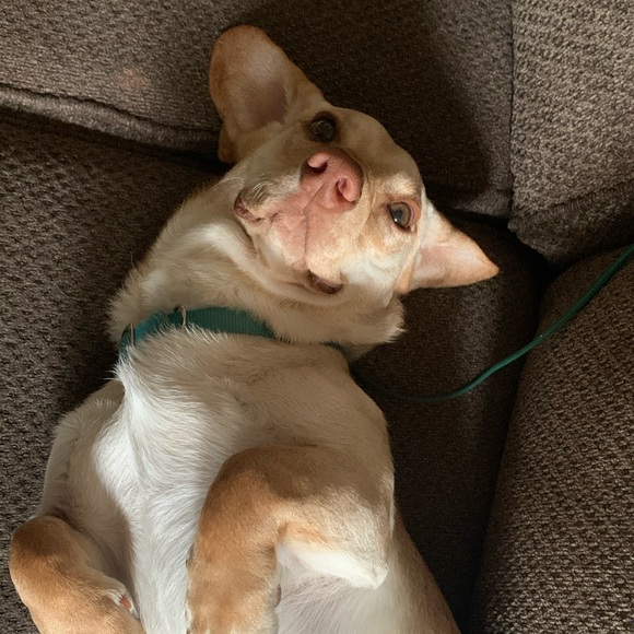 Katie Freidenfelt - Poshmark Profile Picture of Katie Freidenfelt (@cosamitipibehob) on Poshmark