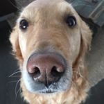 Profile Picture of Daniel Grünert (@lucystifty) on Instagram
