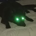 Profile Picture of Brian (@everestcode) on Instagram