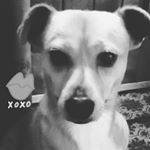 Profile Picture of Chip (@chip_ruppyrue) on Instagram