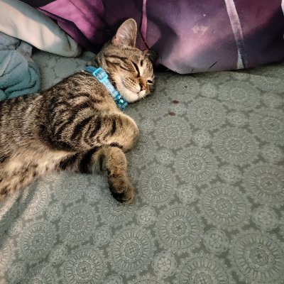 Profile Picture of Lindsay Conway (@Lindsay32408702) on Twitter