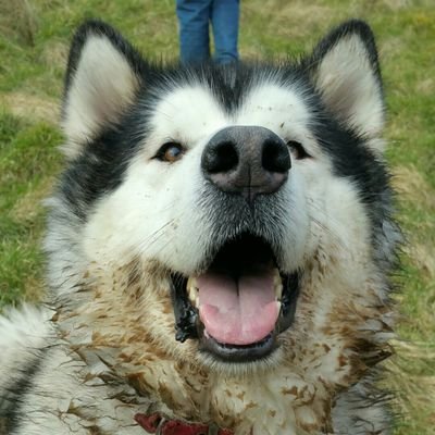 Profile Picture of Jason Longley (@jismonkey) on Twitter