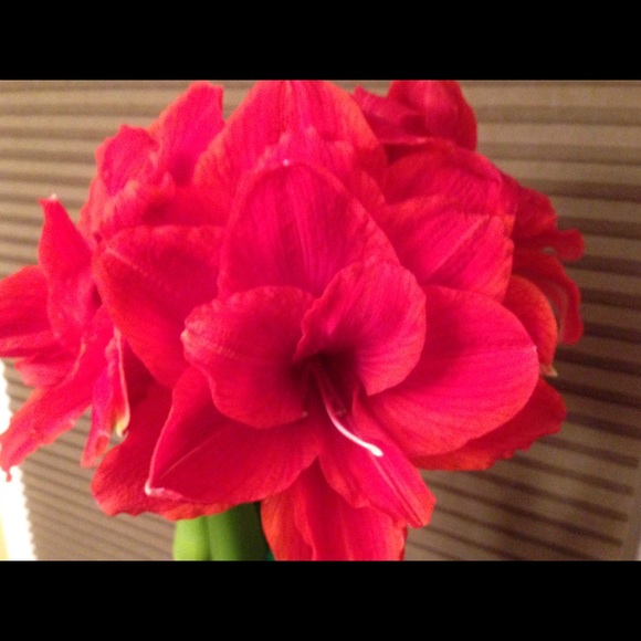 Profile Picture of Laura Suitter (@laura6565) on Poshmark