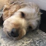 Profile Picture of Jason Penzone (@jpenzone) on Instagram