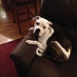 Profile Picture of Adam Strobeck (@bish8031) on Instagram