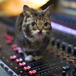 Profile Picture of Kevin Rosen-Quan (@kevborosequo) on Instagram