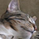 Profile Picture of Kmrcat (@kmrcat) on Flickr