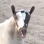 Profile Picture of nadeemalbaloush (@nadeemalbaloushi5640) on Instagram