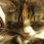 Profile Picture of Kim Ruggiano (@kimmykodak) on Instagram