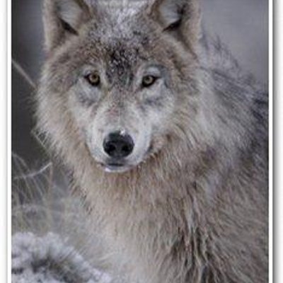 Profile Picture of Joseph Yannuzzi (@stonewolf211) on Twitter