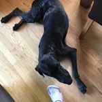 Profile Picture of Louie (@colin.loughlin6) on Instagram