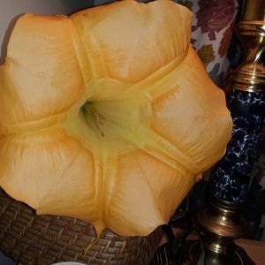 Profile Picture of Deborah Schreiber (@Deborah52271472) on Twitter