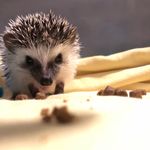 Neville The SBC Hedgie - Instagram Profile Picture of Neville The SBC Hedgie (@nevillethesbchedgie) on Instagram