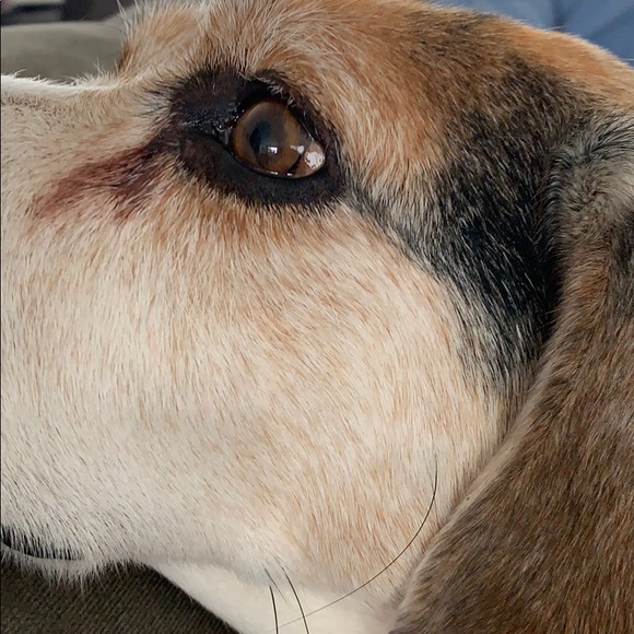 Profile Picture of Lucy Pereira (@ldp475) on Poshmark