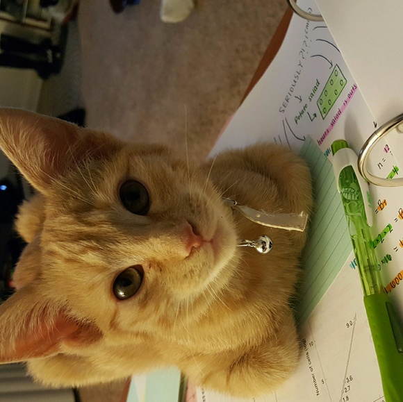 Profile Picture of Rebecca Gibbs (@gibbsr) on Poshmark