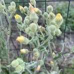 Profile Picture of Adrienne Wright (@Adrienne-Wright) on Facebook