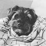 Profile Picture of Chris Shade (@therevchrisshade) on Instagram