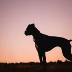 Profile Picture of Joe Crocker (@joe.crocker.35325) on Facebook