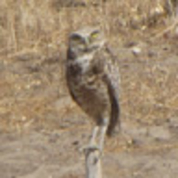 Profile Picture of Michael Mahoney (@birdnerdsunite) on Poshmark